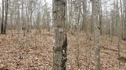 Wildcat Ridge - Phase 4 - Tract 5