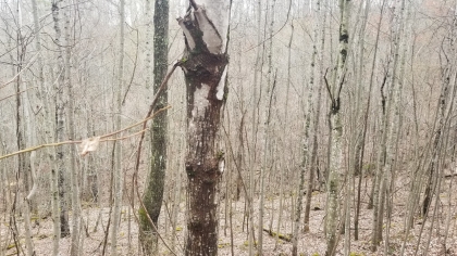 Wildcat Ridge - Phase 4 - Tract 5