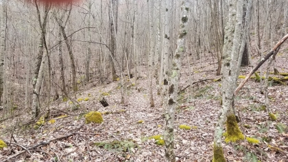 Wildcat Ridge - Phase 4 - Tract 5