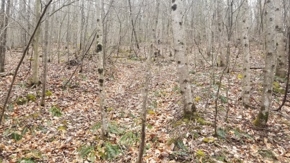 Wildcat Ridge - Phase 4 - Tract 5