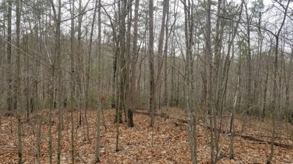 Wildcat Ridge - Phase 4 - Tract 5