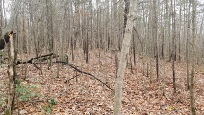 Wildcat Ridge - Phase 4 - Tract 5