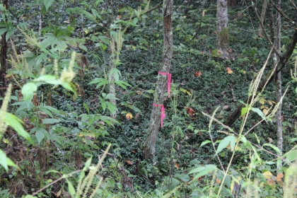 Belgin's Run Tract 8B