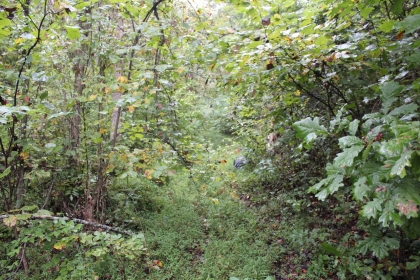 Belgin's Run Tract 8B
