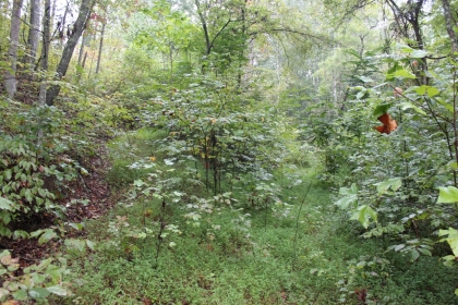 Belgin's Run Tract 8B