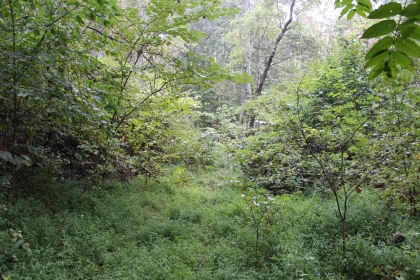 Belgin's Run Tract 8B