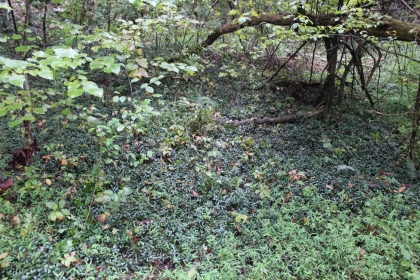 Belgin's Run Tract 8B