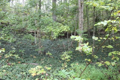 Belgin's Run Tract 8B