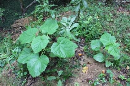 Belgin's Run Tract 8B