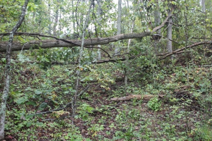 Belgin's Run Tract 8B