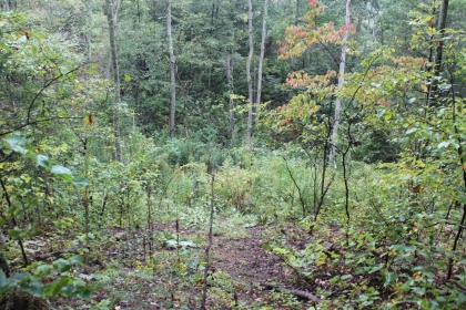 Belgin's Run Tract 8B