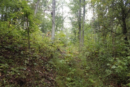 Belgin's Run Tract 8B