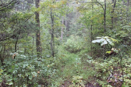 Belgin's Run Tract 8B