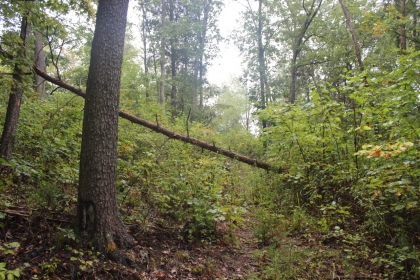 Belgin's Run Tract 8B