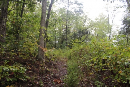 Belgin's Run Tract 8B