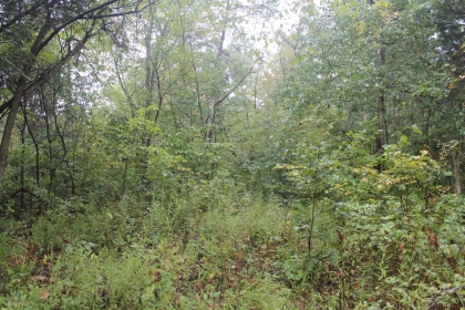 Belgin's Run Tract 8B