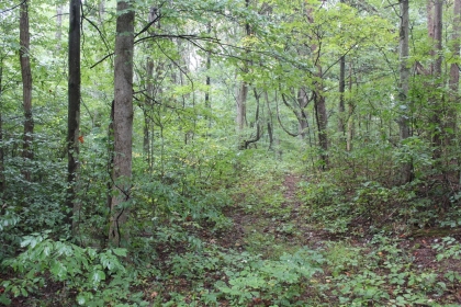 Belgin's Run Tract 8B