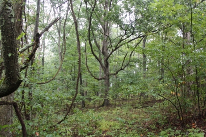 Belgin's Run Tract 8B