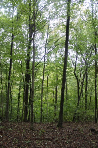 Belgin's Run Tract 8B