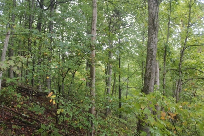 Belgin's Run Tract 8B