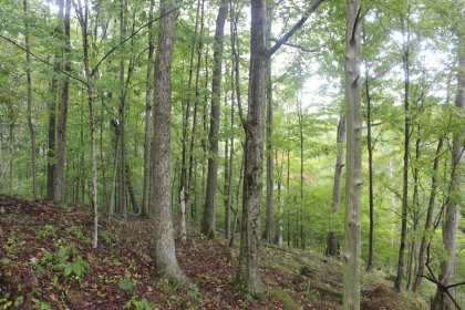 Belgin's Run Tract 8B