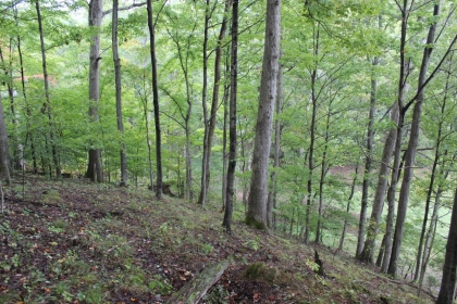 Belgin's Run Tract 8B