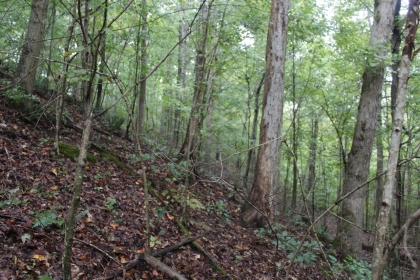 Belgin's Run Tract 8B