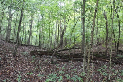 Belgin's Run Tract 8B