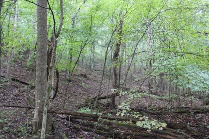 Belgin's Run Tract 8B