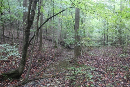 Belgin's Run Tract 8B