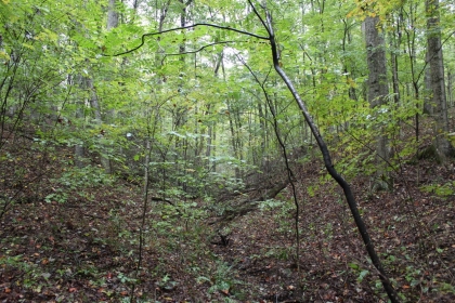 Belgin's Run Tract 8B