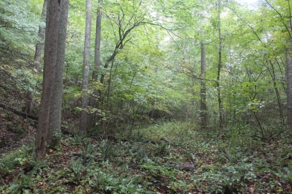 Belgin's Run Tract 8B