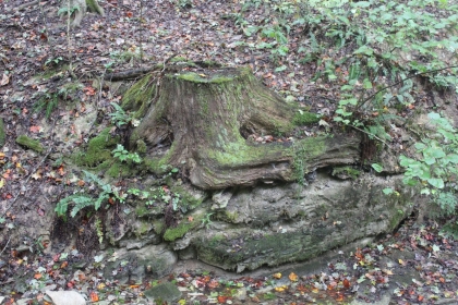 Belgin's Run Tract 8B