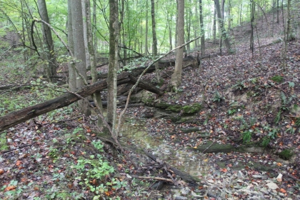 Belgin's Run Tract 8B