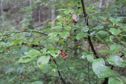 Belgin's Run Tract 8B