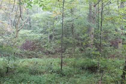 Belgin's Run Tract 8B