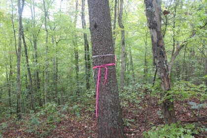 Belgin's Run Tract 8B