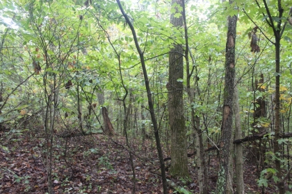 Belgin's Run Tract 8B