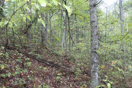 Belgin's Run Tract 8B