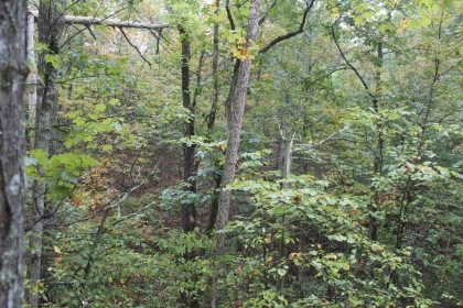 Belgin's Run Tract 8B