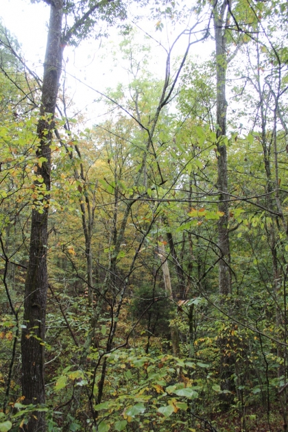 Belgin's Run Tract 8B