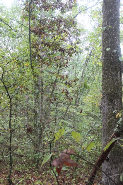 Belgin's Run Tract 8B