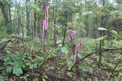 Belgin's Run Tract 8B