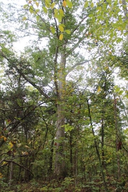 Belgin's Run Tract 8B