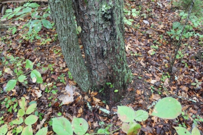 Belgin's Run Tract 8B