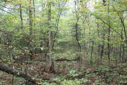 Belgin's Run Tract 8B