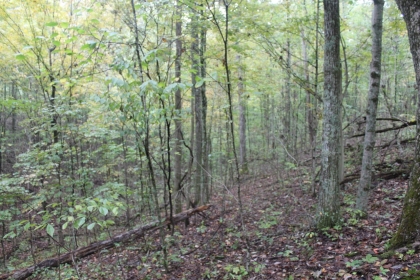 Belgin's Run Tract 8B