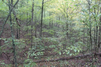 Belgin's Run Tract 8B