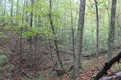 Belgin's Run Tract 8B