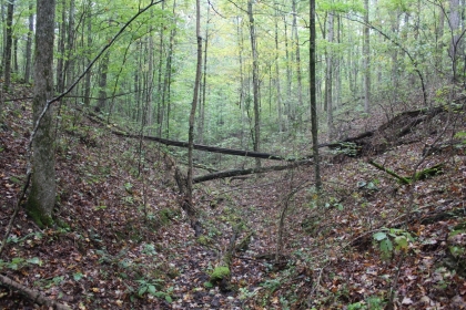 Belgin's Run Tract 8B